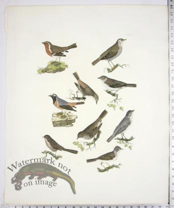 Nightingale; Redbreast; Redstarts; Pettychaps; Black Caps; Warbl